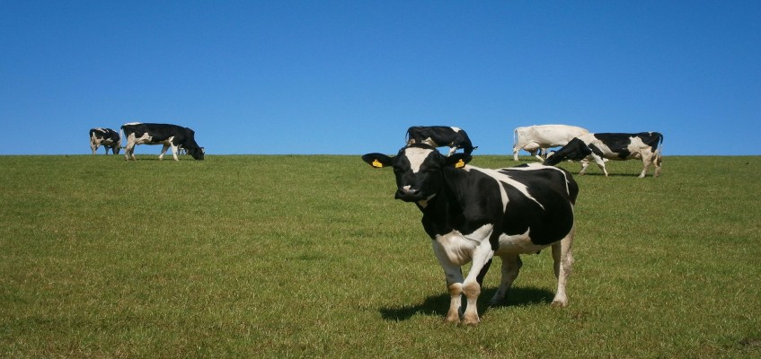 cows-73371_1280.jpg